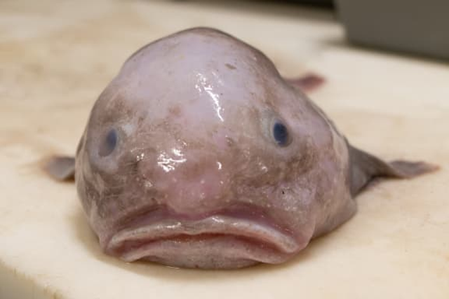 Loài cá blobfish có khuôn mặt đáng thương - Hình 8 Loai ca blobfish co khuon mat dang thuong-Hinh-8