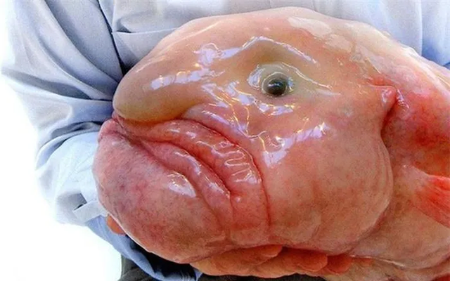 Loài cá blobfish có khuôn mặt đáng thương - Hình 4 Loai ca blobfish co khuon mat dang thuong-Hinh-4