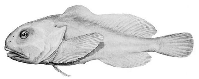 Loài cá blobfish có khuôn mặt đáng thương - Hình 6 Loai ca blobfish co khuon mat dang thuong-Hinh-6