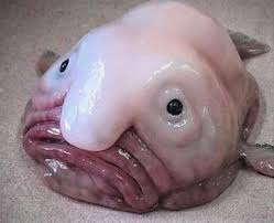 Loài cá blobfish có khuôn mặt đáng thương - Hình 2 Loai ca blobfish co khuon mat dang thuong-Hinh-2
