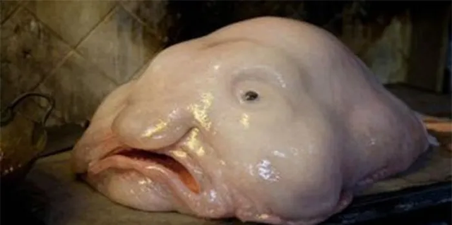 Loài cá blobfish có khuôn mặt đáng thương - Hình 7 Loai ca blobfish co khuon mat dang thuong-Hinh-7