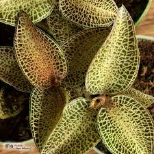 Cả thế giới đang tìm mua cỏ kim cương, vì sao? - Hình 3 Ca the gioi dang tim mua co kim cuong, vi sao?-Hinh-3