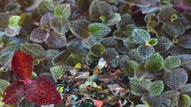 Cả thế giới đang tìm mua cỏ kim cương, vì sao? - Hình 7 Ca the gioi dang tim mua co kim cuong, vi sao?-Hinh-7