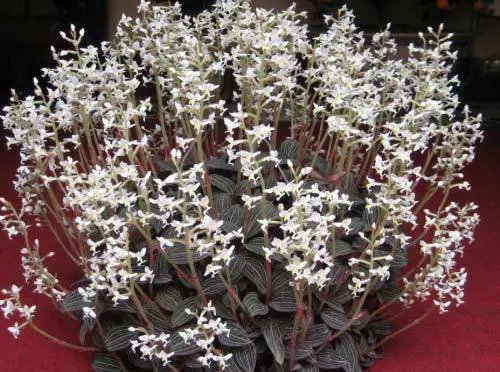 Cả thế giới đang tìm mua cỏ kim cương, vì sao? - Hình 8 Ca the gioi dang tim mua co kim cuong, vi sao?-Hinh-8