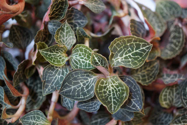 Cả thế giới đang tìm mua cỏ kim cương, vì sao? - Hình 4 Ca the gioi dang tim mua co kim cuong, vi sao?-Hinh-4