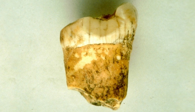 Điều gì minh chứng con người mang dòng máu lai của loài ăn thịt ma mút? Dieu gi minh chung con nguoi mang dong mau lai cua loai an thit ma mut?