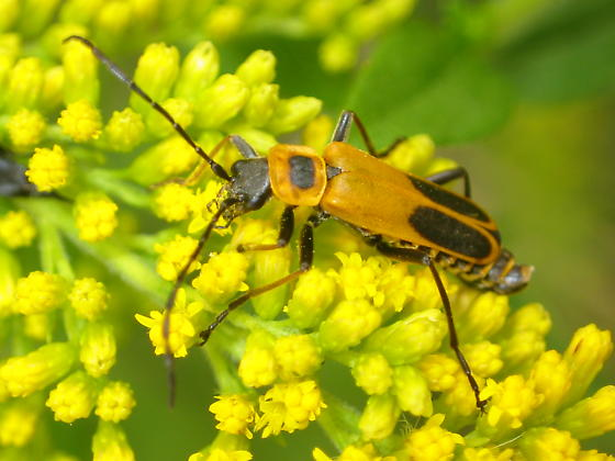 Kỳ lạ loài bọ Zombie có hành vi 'đồi bại' trong tự nhiên - Hình 7 Ky la loai bo Zombie co hanh vi 'doi bai' trong tu nhien-Hinh-7