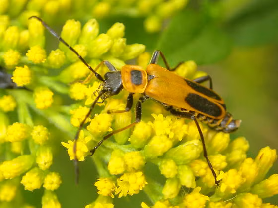 Ky la loai bo Zombie co hanh vi 'doi bai' trong tu nhien-Hinh-7
