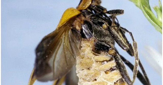 Kỳ lạ loài bọ Zombie có hành vi 'đồi bại' trong tự nhiên - Hình 4 Ky la loai bo Zombie co hanh vi 'doi bai' trong tu nhien-Hinh-4