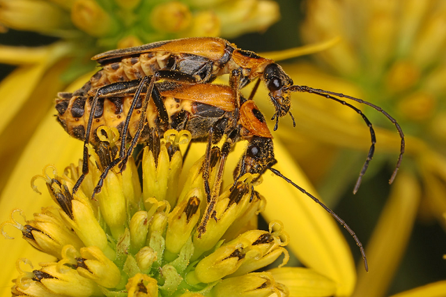 Kỳ lạ loài bọ Zombie có hành vi 'đồi bại' trong tự nhiên - Hình 11 Ky la loai bo Zombie co hanh vi 'doi bai' trong tu nhien-Hinh-11