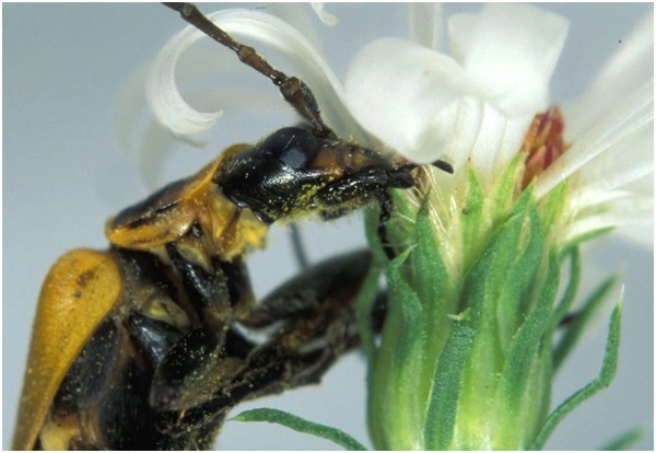 Kỳ lạ loài bọ Zombie có hành vi 'đồi bại' trong tự nhiên - Hình 3 Ky la loai bo Zombie co hanh vi 'doi bai' trong tu nhien-Hinh-3