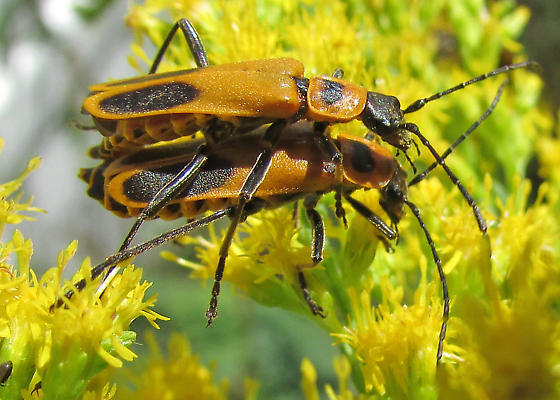 Kỳ lạ loài bọ Zombie có hành vi 'đồi bại' trong tự nhiên - Hình 8 Ky la loai bo Zombie co hanh vi 'doi bai' trong tu nhien-Hinh-8