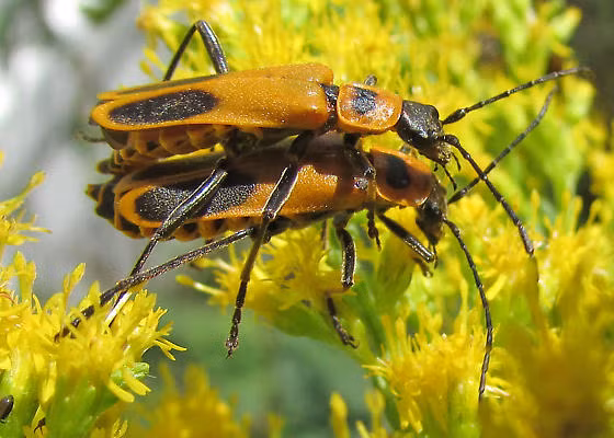 Ky la loai bo Zombie co hanh vi 'doi bai' trong tu nhien-Hinh-8