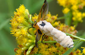 Kỳ lạ loài bọ Zombie có hành vi 'đồi bại' trong tự nhiên - Hình 12 Ky la loai bo Zombie co hanh vi 'doi bai' trong tu nhien-Hinh-12