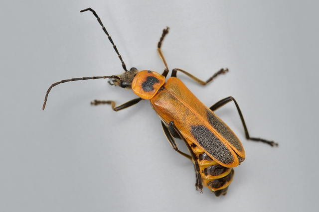 Kỳ lạ loài bọ Zombie có hành vi 'đồi bại' trong tự nhiên - Hình 5 Ky la loai bo Zombie co hanh vi 'doi bai' trong tu nhien-Hinh-5