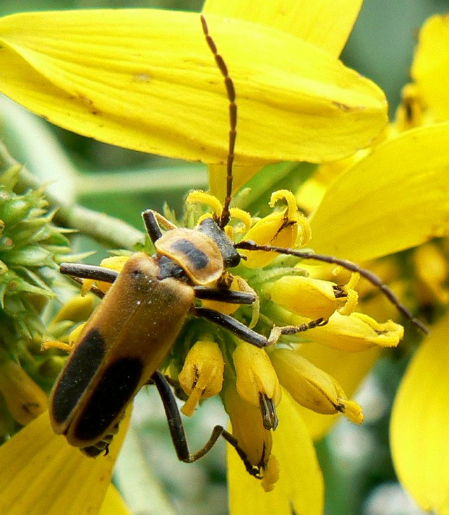Kỳ lạ loài bọ Zombie có hành vi 'đồi bại' trong tự nhiên - Hình 6 Ky la loai bo Zombie co hanh vi 'doi bai' trong tu nhien-Hinh-6