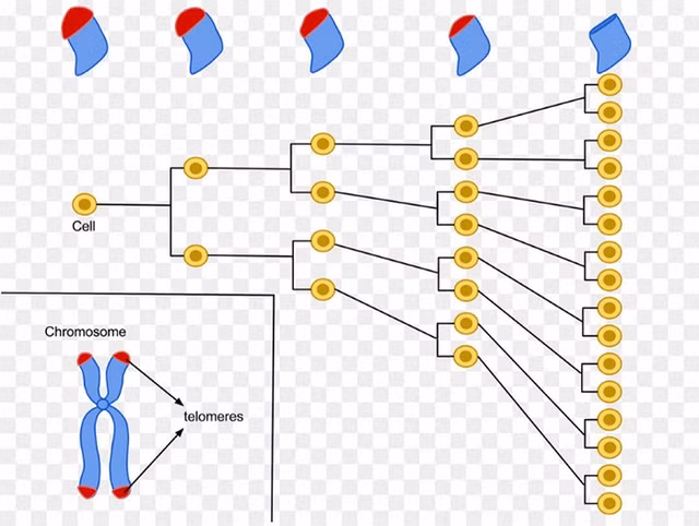 Giai ma thu vi: Vi sao con nguoi chi song toi 125 tuoi?