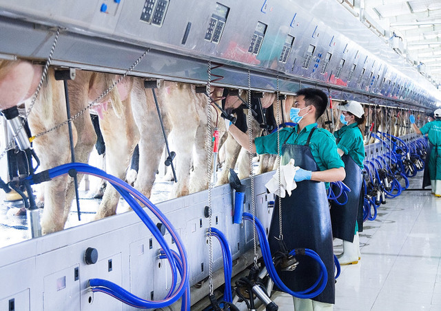 Khám phá trang trại sữa Vinamilk thông minh - Hình 6 Kham pha trang trai sua Vinamilk thong minh-Hinh-6