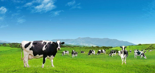 Chi ngàn tỷ vào thâu tóm, Vinamilk vẫn báo lãi lớn 9 tháng, GTNFood đi lùi - Hình 2 Chi ngan ty vao thau tom, Vinamilk van bao lai lon 9 thang, GTNFood di lui-Hinh-2