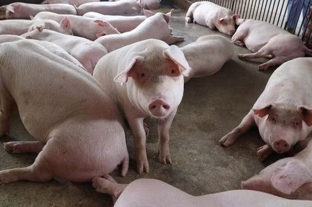 Gia heo hoi hom nay 14/1: Co dau hieu tang tro lai