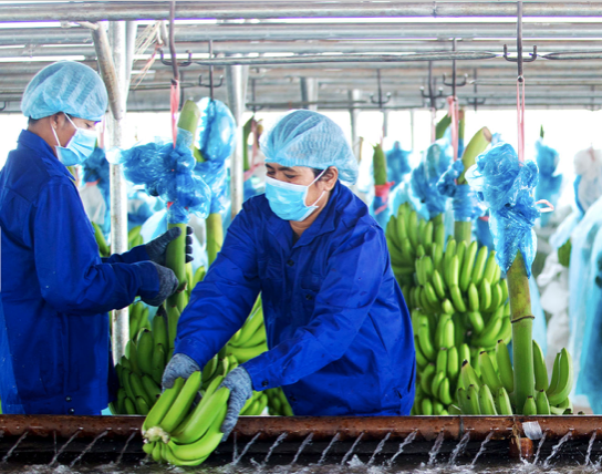 HAG: Dieu chinh hoi to lo hang ngan ty tu cac nam truoc de 'thoat an' huy niem yet-Hinh-2