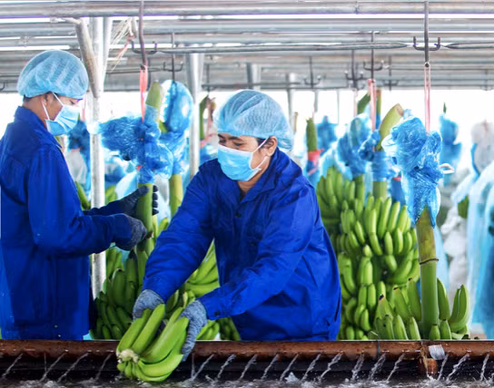 HAG: Dieu chinh hoi to lo hang ngan ty tu cac nam truoc de 'thoat an' huy niem yet-Hinh-2