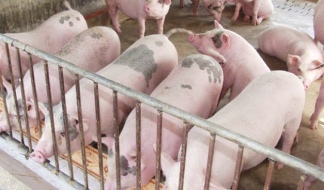Giá heo hơi hôm nay 20/1: Tăng không đáng kể, mức cao nhất 88.000 đồng/kg - Hình 2 Gia heo hoi hom nay 20/1: Tang khong dang ke, muc cao nhat 88.000 dong/kg-Hinh-2