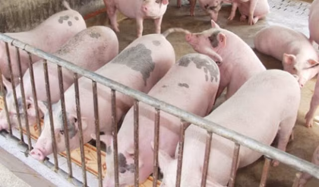Gia heo hoi hom nay 20/1: Tang khong dang ke, muc cao nhat 88.000 dong/kg-Hinh-2