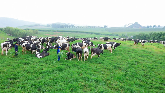 Khám phá tổ hợp Thiên đường sữa Vinamilk và Mộc Châu Milk vừa khởi công - Hình 12 Kham pha to hop Thien duong sua Vinamilk va Moc Chau Milk vua khoi cong-Hinh-12