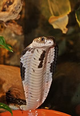 Vi sao ran doc bi chat dau van co the can chet nguoi?-Hinh-11