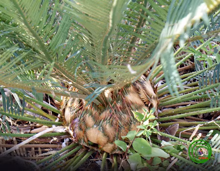 Diem ten 4 loai cay o Khu Thap Ba Ponagar co ten trong Sach do-Hinh-11