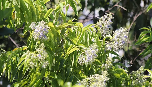 Diem ten 4 loai cay o Khu Thap Ba Ponagar co ten trong Sach do-Hinh-6