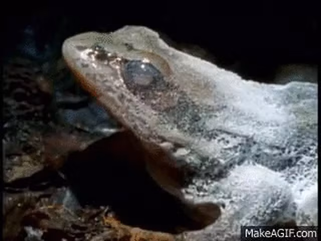 Nhung cach sinh ton kinh ngac cua dong vat