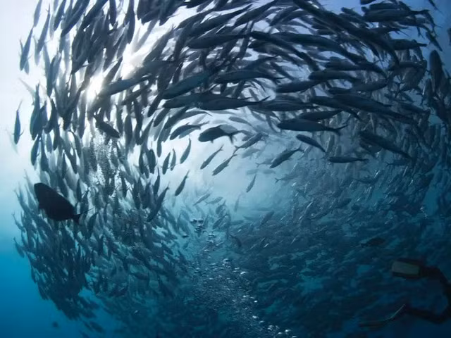 Nhung cach sinh ton kinh ngac cua dong vat-Hinh-8