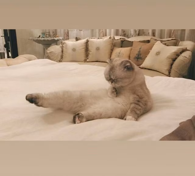 Diem ten 3 con meo giau nhat the gioi-Hinh-12