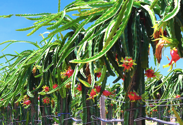 Bau Duc day du phong 5.000 ty ve qua khu de 'lam dep' bao cao tai chinh kiem toan 2020-Hinh-2