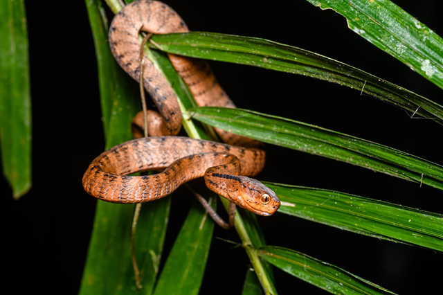 Những loài rắn nhìn đáng sợ nhưng vô hại, số 1 trong Sách đỏ - Hình 3 Nhung loai ran nhin dang so nhung vo hai, so 1 trong Sach do-Hinh-3