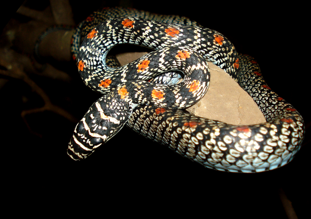 Những loài rắn nhìn đáng sợ nhưng vô hại, số 1 trong Sách đỏ - Hình 7 Nhung loai ran nhin dang so nhung vo hai, so 1 trong Sach do-Hinh-7