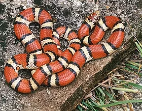 Những loài rắn nhìn đáng sợ nhưng vô hại, số 1 trong Sách đỏ - Hình 4 Nhung loai ran nhin dang so nhung vo hai, so 1 trong Sach do-Hinh-4