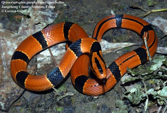 Những loài rắn nhìn đáng sợ nhưng vô hại, số 1 trong Sách đỏ Nhung loai ran nhin dang so nhung vo hai, so 1 trong Sach do