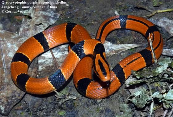 Những loài rắn nhìn đáng sợ nhưng vô hại, số 1 trong Sách đỏ Nhung loai ran nhin dang so nhung vo hai, so 1 trong Sach do