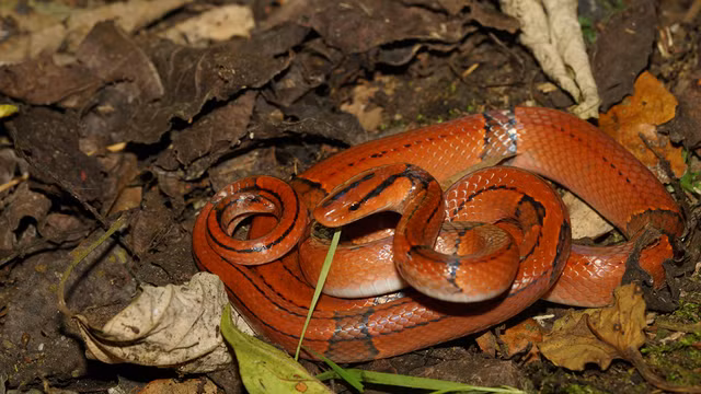 Những loài rắn nhìn đáng sợ nhưng vô hại, số 1 trong Sách đỏ - Hình 2 Nhung loai ran nhin dang so nhung vo hai, so 1 trong Sach do-Hinh-2