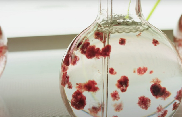 Tim ra loai rong bien moi co the cuu song Trai Dat