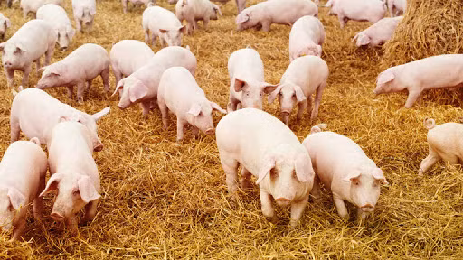 Gia heo hoi hom nay 21/2: Du giam nhung nhieu noi van con gia 80.000 dong/kg