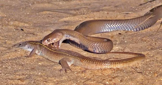 Ran ho mang chua dai 4,5 met nuot chung mot con ran khac-Hinh-4