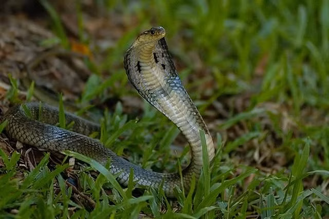 Ran ho mang chua dai 4,5 met nuot chung mot con ran khac-Hinh-8