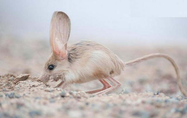 Nhung loai dong vat co ve ngoai ky la nhat the gioi-Hinh-2