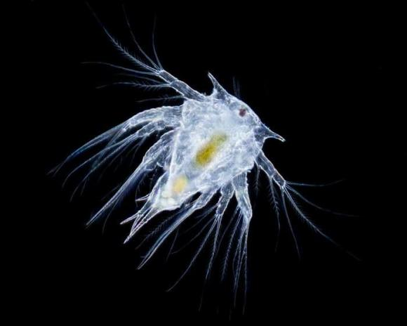 Sacculina carcini là 'bác sĩ chuyển giới' độc ác nhất thế giới động vật Sacculina carcini la 'bac si chuyen gioi' doc ac nhat the gioi dong vat