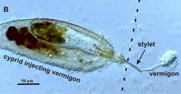 Sacculina carcini là 'bác sĩ chuyển giới' độc ác nhất thế giới động vật - Hình 3 Sacculina carcini la 'bac si chuyen gioi' doc ac nhat the gioi dong vat-Hinh-3