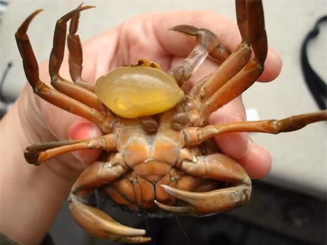 Sacculina carcini la 'bac si chuyen gioi' doc ac nhat the gioi dong vat-Hinh-7